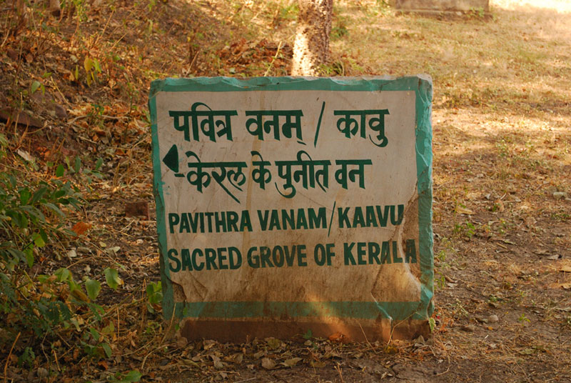 D'source Kaavu Sacred grove of Kerala Sacred Groves D'Source