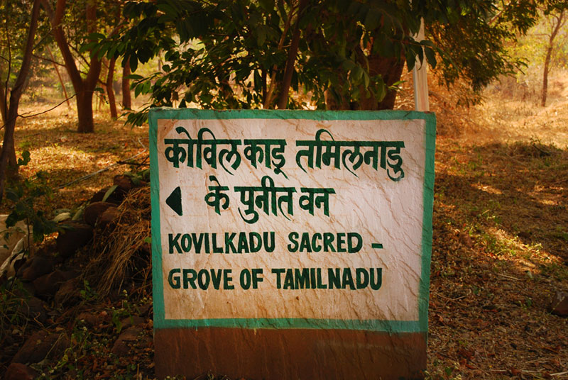 D'source Kovil Kadu Sacred grove of Tamilnadu Sacred Groves D