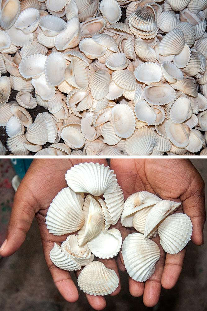 D'source Tools and Raw Materials Seashell Craft Puri, Orissa D