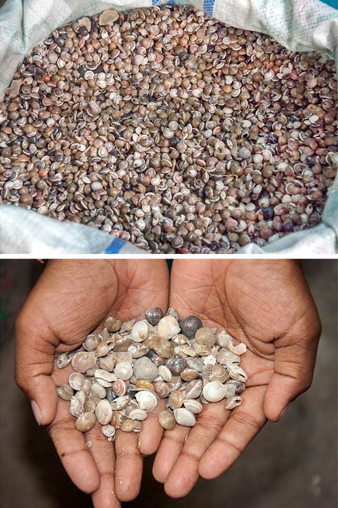 D'source Tools and Raw Materials Seashell Craft Puri, Orissa D