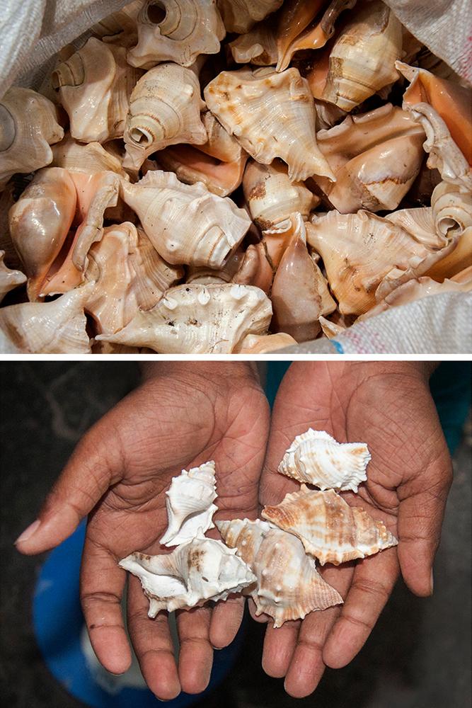 D'source Tools and Raw Materials Seashell Craft Puri, Orissa D