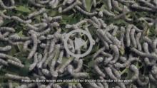 Silkworm Sericulture